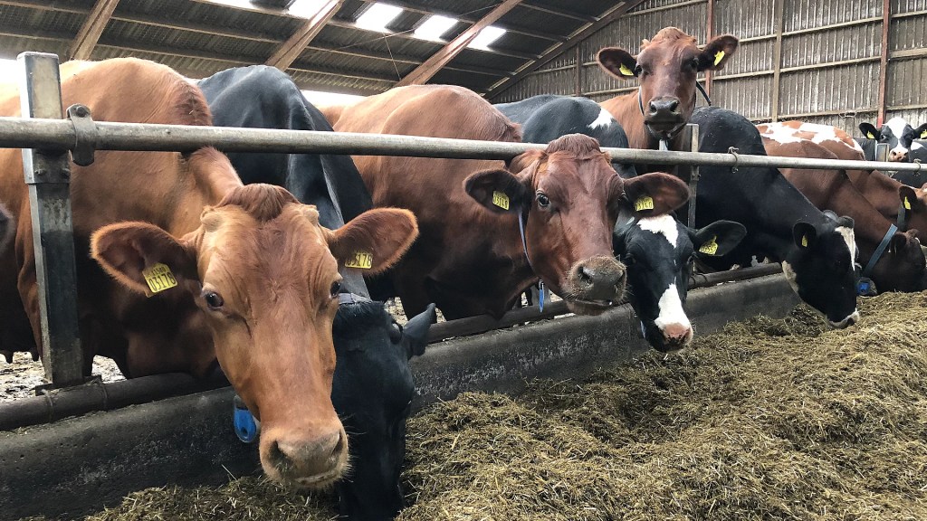 La découverte du PFAS met fin au pâturage du bétail : TV2&nbsp;Øst